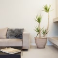 Air Filtering Plants to Transform Your Home Instantly