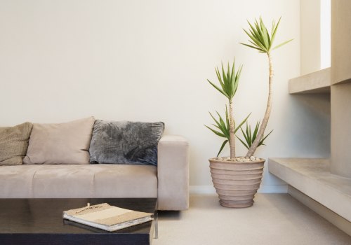 Air Filtering Plants to Transform Your Home Instantly